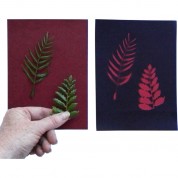 Cyanotype Paper 5x7 Cherry Red 48 Sheets