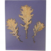 Cyanotype Paper 8x10 Purple Lilac 100 Sheets