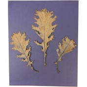 Cyanotype Paper 8x10 Purple Lilac 24 Sheets